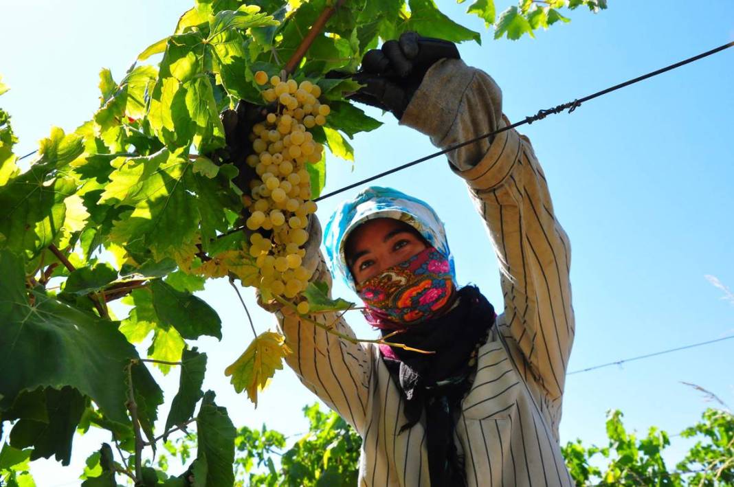 Üzüm ihracatının yüzde 90'ı bu kentten yapılıyor: 103 ülkeye gönderiliyor! Üzümler serildi, ovadan renkli görüntüler... 10